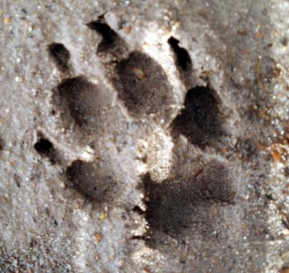 Diensleistungen rund um Haustiere