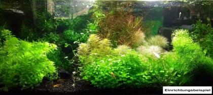 Austr. Sumpffreund (Browns), Bündel, Aquariumpflanzen (Versand/ Abholung)