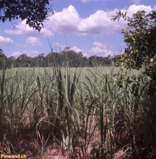 111.010m² PARAGUAY RESIDENZGRUNDSTÜCK ORTSEINFAHRT INDEPENDENCIA