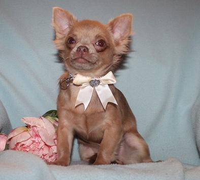 Chihuahua- und Minichihuahuawelpen aus seriöser Zucht