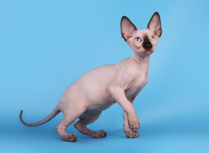 Kanadische Sphynx Kätzchen (mit Stammbaum)