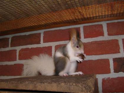 Ich suche 2 Eichhörnchen Weibchen