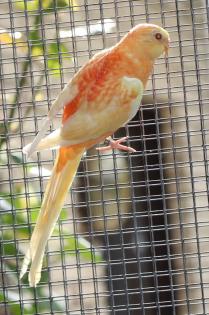 Verkaufe 6 junge Singsittiche in orange rubino und orange opaline mit sehr viel 