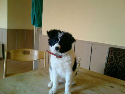 Hallo 2 Welpen sind noch in liebevolle Hände abzugeben (weibchen)