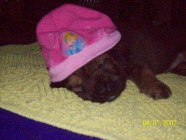 Vier süsse Mischlingswelpen in der 2.Novemberwoche abzugeben