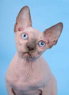 Kanadische Sphynx Kätzchen (mit Stammbaum)