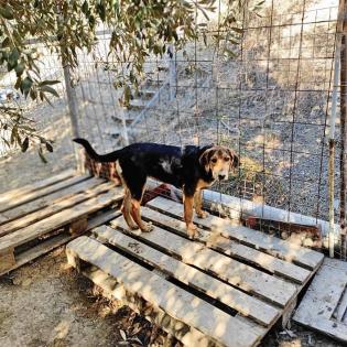 Lara sucht ein passendes Zuhause