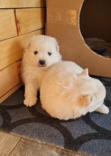 Mittelspitz Welpen zu verkaufen