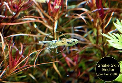 Endler, Guppy, reinerbig, ab 1, 50€, Versand