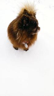 Chihuahua Deckrüde dark schoko