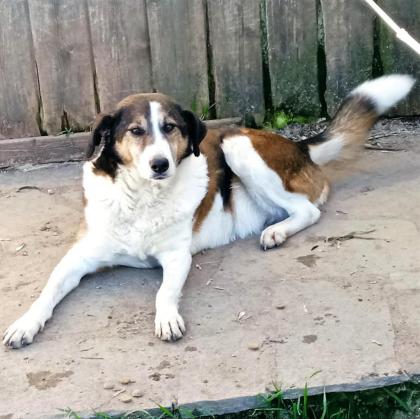 Tripos-ein kleines Notfell