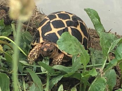 Sternschildkröten NZ 2021 ( Geochelone elegans )