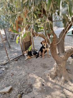 Lara sucht ein passendes Zuhause