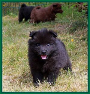 Spitzrüden blauschwarz