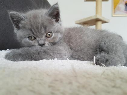 BKH Kitten mit Stammbaum