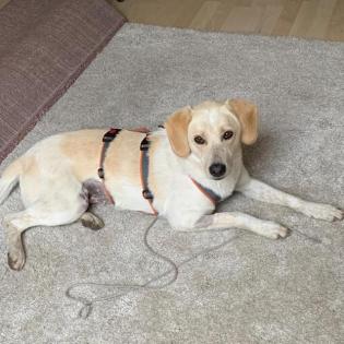 Candy - hat ihre Schwester verloren