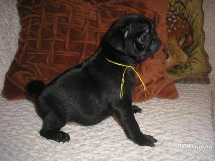 Mops - zu verkaufen Welpen mit Stammbaum FCI - beige und schwarz