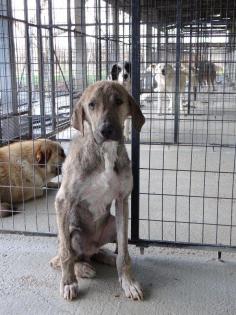 GESUCHT - Wer hat AIDEN gesehen? Wer kann Hinweise über seinen Verbleib geben? 