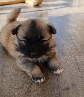 Mittelspitz Welpen zu verkaufen