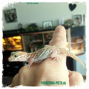 Echsen / Geckos ( Paroedura picta )
