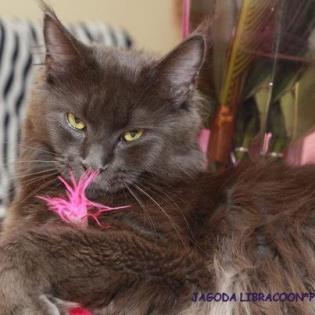 Klassic&Blue Maine Coon Kitten-super