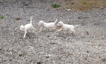 Dogo Argentino Welpen ab 25.05. 2021