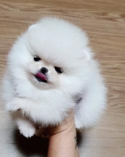 Pomeranian Spitz Welpen zu verkaufen