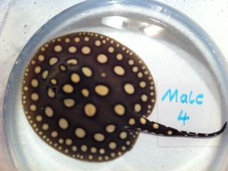 Rochen Potamotrygon Leopoldi Black Diamond