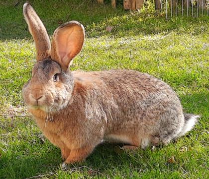 FRIEDA und LOTTE - Deutscher Riese - 1 Jahr bzw. 6 Monate - Tierhilfe-Franken e.