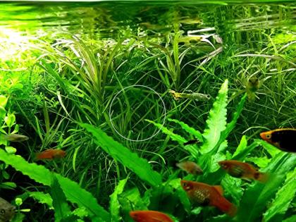 Amerikanischer Wasserstern, RARITÄT, Wasserpflanzen, Versand