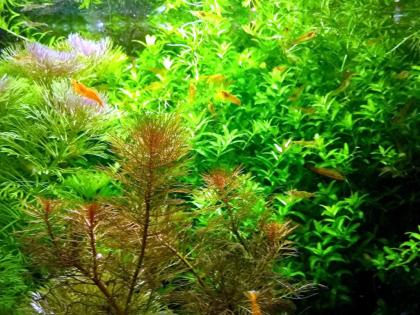 Quirlblättriges Perlenkraut, Aquarienpflanzen, Versand