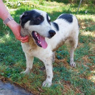 Anton - ein kleiner Stratege