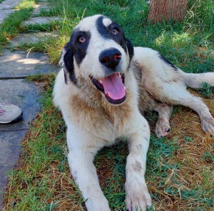 Anton - ein kleiner Stratege