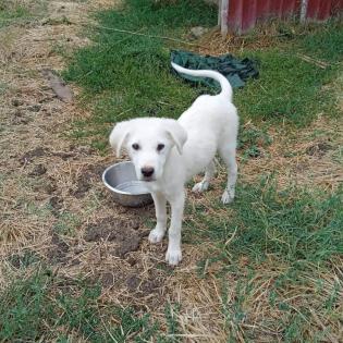 Lupo - aufgeschlossen und am Menschen orientiert