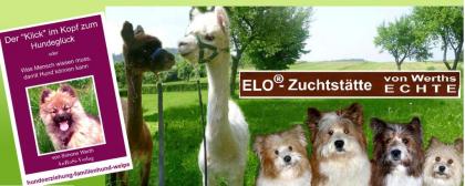 Familienhund Elo® - Welpen von Werths Echte in Franken