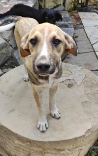 Murphy sucht ein passendes Zuhause