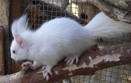 Ich suche 2 Eichhörnchen Weibchen