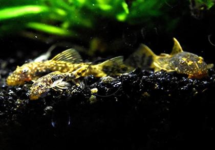 LDA 16, Schildpatt, reinerbig, RARITÄT (Versand/ Abholung)