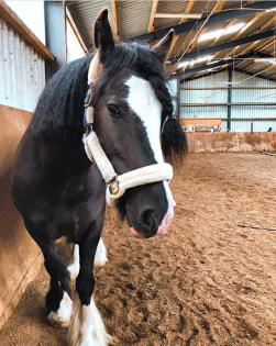 Traumhaft schöne Tinker Stute sucht ein neues Zuhause