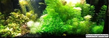 Sternlebermoos, Aquarienpflanzen (Versand/ Abholung)