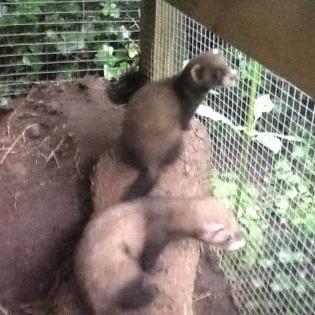 Biete Frettchen, geb. Anfang Mai d.J., Rüden und Fähen.