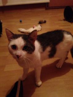 Rocky, Kater, 2 Jahre jung, lieb, ruhig, zutraulich, kastriert