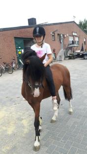 Aus Hobby Zucht mehrere Geritten und gefahrene Shetty's und Pony's zu Verkaufen