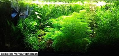 Kleine Ambulia, Bündel, Wasserpflanzen (Versand/ Abholung)
