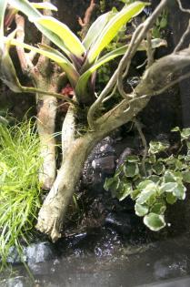Terrarium für Pfeilgiftfrösche - Paludarium (unser Typ P06)