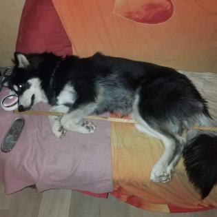 Buddy - Vermittlungshilfe Kontakt ueber www.buddys-tierhilfe.de