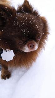 Chihuahua Deckrüde dark schoko