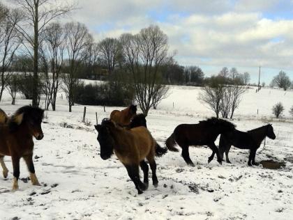 Alles für die Pferde! - Pferdepension und Jungpferdeaufzucht Gut und Günstig