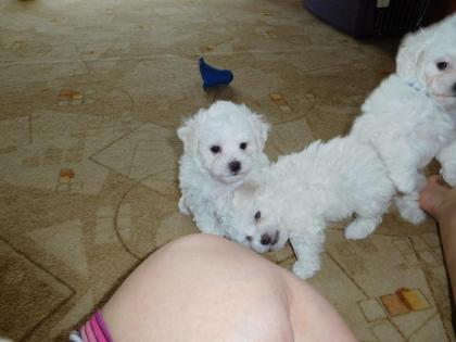 Bologneser mit Stammbaum