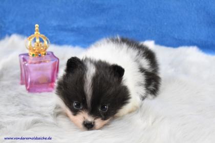Pomeranianwelpen gescheckt, 